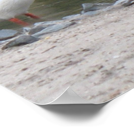 Pelicans Poster Print (Hoek)