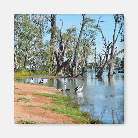 Pelicans Sunbaking River Murray, aimant (Devant)