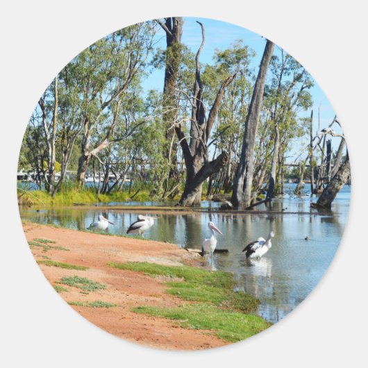 Pelicans Sunbaking River Murray Australia Stickers (Voorkant)