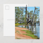 Pelicans Sunbaking River Murray, carte postale (Devant / Derrière)