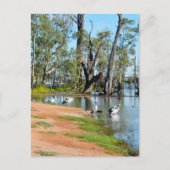Pelicans Sunbaking River Murray, carte postale (Devant)