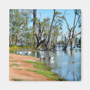 Pelicans Sunbaking River Murray, Magnet Magneet