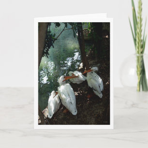 Pelicans Talking 1 - Waterverf - Wenskaart Kaart