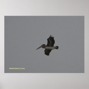 Pelikaan bij Miramar Poster