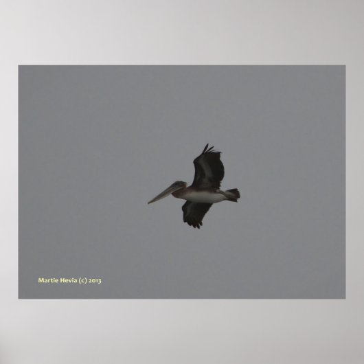 Pelikaan bij Miramar Poster (Voorkant)