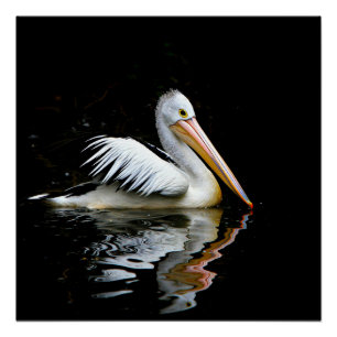 Pelikaan, grote witte vogel, perfect poster