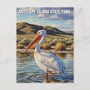 Pelikaan in Antelope Island State Park Utah Briefkaart