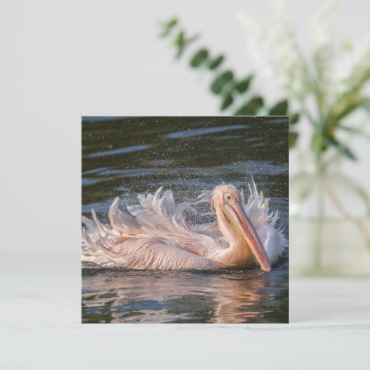 Pelikaan in beweging (Staand voorkant)