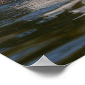 Pelikaan in beweging poster (Hoek)