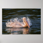 Pelikaan in beweging poster (Voorkant)