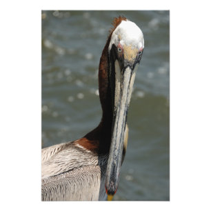 Pelikaan in het wild foto afdruk