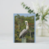 Pelikaan op Blauwe Briefkaart (Staand voorkant)