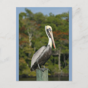 Pelikaan op Blauwe Briefkaart