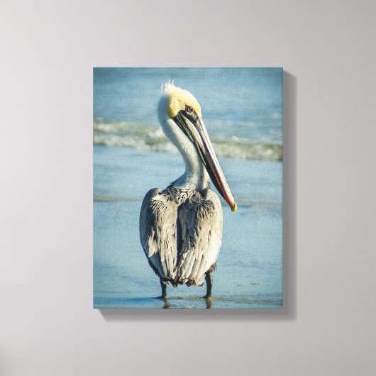 Pelikaan op een strand van Florida Canvas Afdruk (Voorkant)