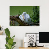 Pelikaan sereniteit Een boeiende blik Poster (Thuiskantoor)