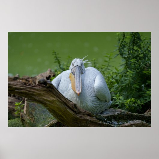 Pelikaan sereniteit Een boeiende blik Poster (Voorkant)