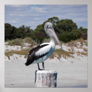 Pelikaan staand op paal op zandstrand poster