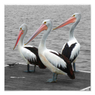 Pelikaan Zee Vogel Minimalistische Kleur Pop Fotog Foto Afdruk