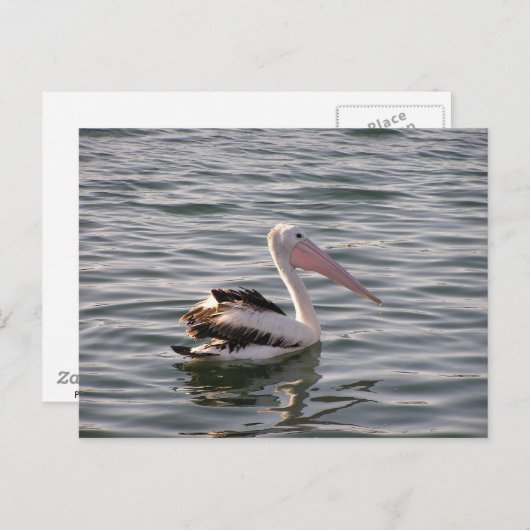 pelikaans briefkaart (Voorkant / Achterkant)