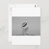 pelikaans briefkaart (Voorkant / Achterkant)