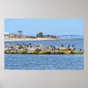 Pelikanen en Aalscholvers en Dauphin Island-brug Poster