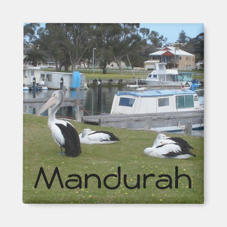 Pelikanen in Mandurah Magneet