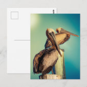 Pelikanen op Dawn Briefkaart (Voorkant / Achterkant)