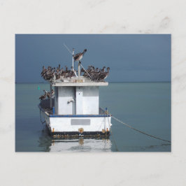 Pelikanen op de Wharf, San Fernando, Trinidad Briefkaart