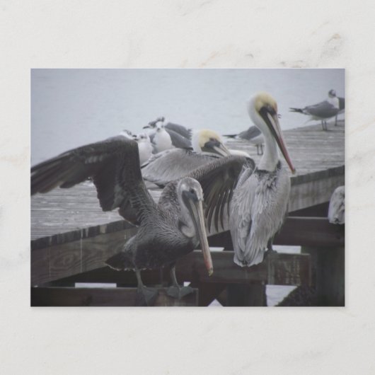 Pelikanen op Pier Briefkaart (Voorkant)