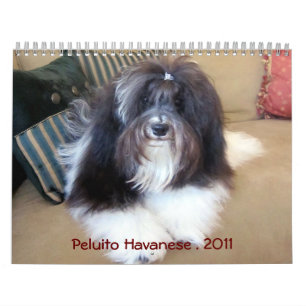 Peluito Havanese . 2011 Kalender