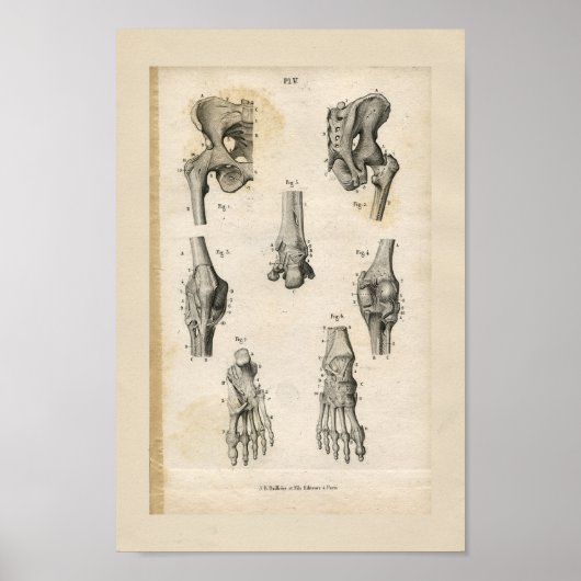 Pelvic Foot Botten  Anatomie Afdrukken Poster (Voorkant)