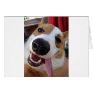 Pembroke rouge et blanc Corgi gallois