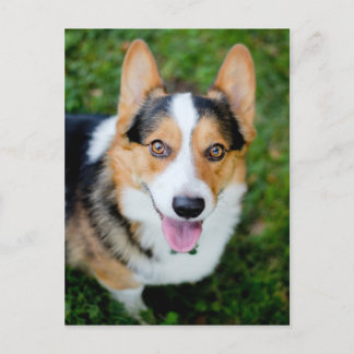 Pembroke Welsh Corgi Briefkaart