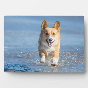 Pembroke Welsh Corgi Dog aan het strand Fotoplaat