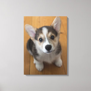 Pembroke Welsh Corgi Puppy 3 Canvas Afdruk