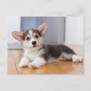 Pembroke Welsh Corgi Puppy Briefkaart
