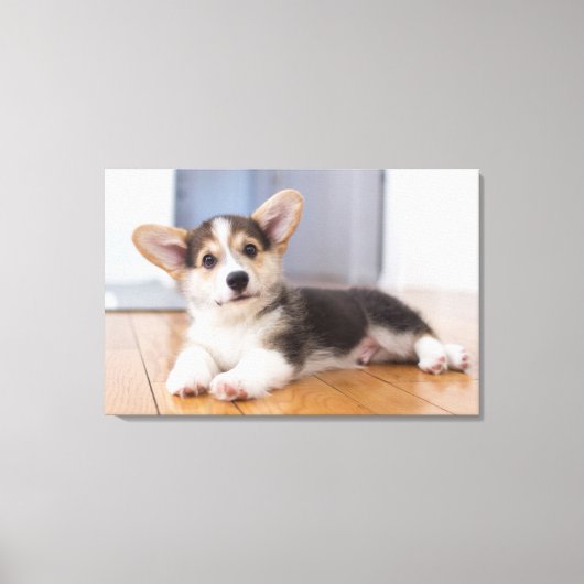 Pembroke Welsh Corgi Puppy Canvas Afdruk (Voorkant)