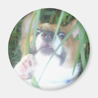 Pembroke Welsh Corgi Puppy Magneet