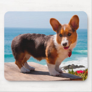 Pembroke Welsh Corgi puppy staand op tafel Muismat
