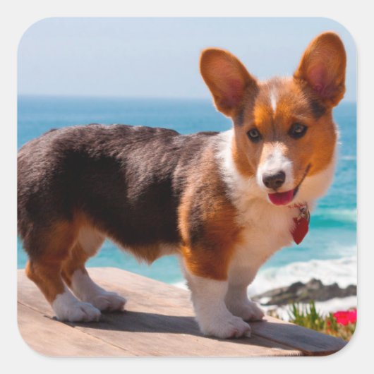 Pembroke Welsh Corgi puppy standing on table Vierkante Sticker (Voorkant)