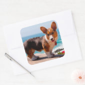 Pembroke Welsh Corgi puppy standing on table Vierkante Sticker (Envelop)