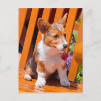 Pembroke Welsh Corgi puppy zit in de parkbank