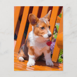 Pembroke Welsh Corgi puppy zit in de parkbank Briefkaart