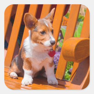 Pembroke Welsh Corgi puppy zit in de parkbank Vierkante Sticker