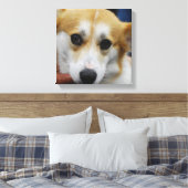 Pembroke Welsh Corgi toile d'impression (Insitu(Chambre))