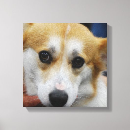 Pembroke Welsh Corgi toile d'impression (Recto)