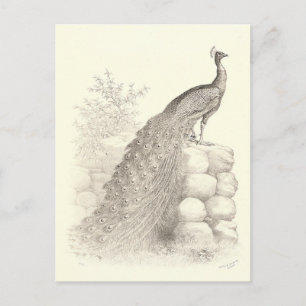 Pen en Inkt Tekening van Peacock Briefkaart