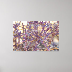 Pencil Cholla Canvas Afdruk