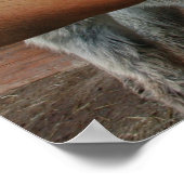 Pencil Vs Camera - Crazy Donkeys Poster (Hoek)