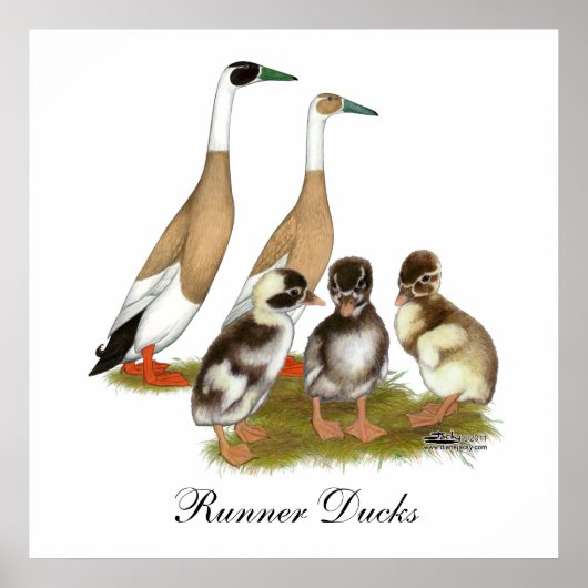 Penciled Runner Duck Family Poster (Voorkant)